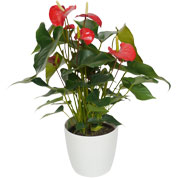 Planta de interior Anturio rojo + Maceta Blanca